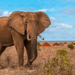 demo-attachment-1298-the-african-bush-elephant-29KPBTK